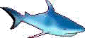 f_shark.jpg